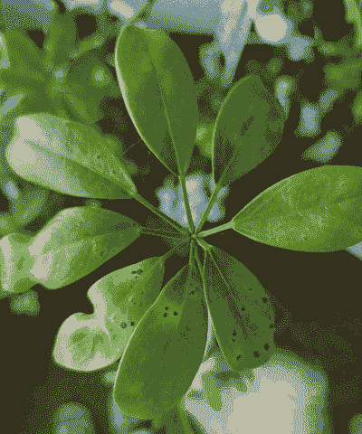 鸭脚木为什么叶变黑 鸭脚木为什么叶变黑