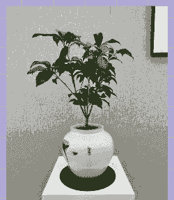 四季桂花的养殖方法和注意事项 四季桂花的养殖方法和注意事项