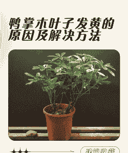 鸭脚木叶子为什么发黄 鸭脚木叶子为什么发黄