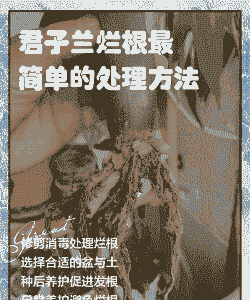 君子兰根烂了能救活吗 君子兰根烂了能救活吗