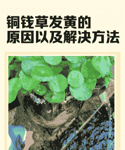 铜钱草为什么老发黄 铜钱草为什么老发黄
