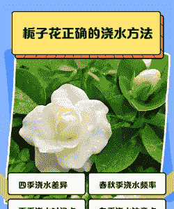 养栀子花如何浇水 养栀子花如何浇水