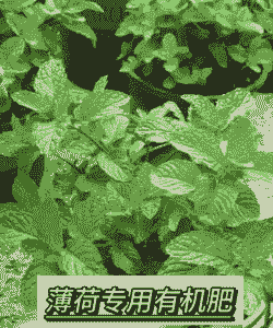 薄荷加什么肥料最好 薄荷加什么肥料最好