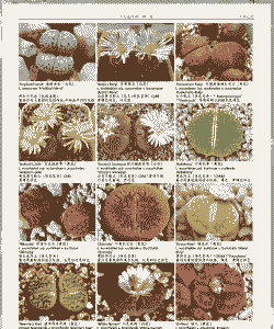 生石花如何分雌雄花 生石花如何分雌雄花