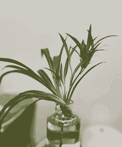 有哪些自制水培植物 有哪些自制水培植物