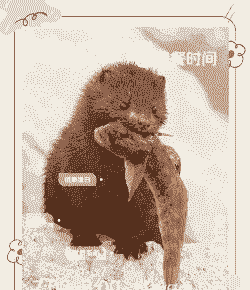 水貂是什么貂 水貂是什么貂