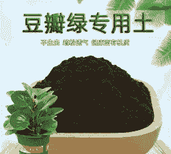 豆瓣绿可用什么肥料 豆瓣绿可用什么肥料