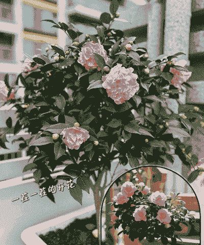 香妃香花用什么盆 香妃香花用什么盆