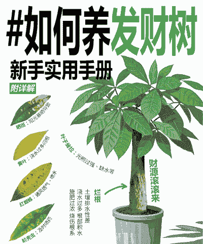 怎样养发财树才能又绿,又旺盛 怎样养发财树才能又绿,又旺盛