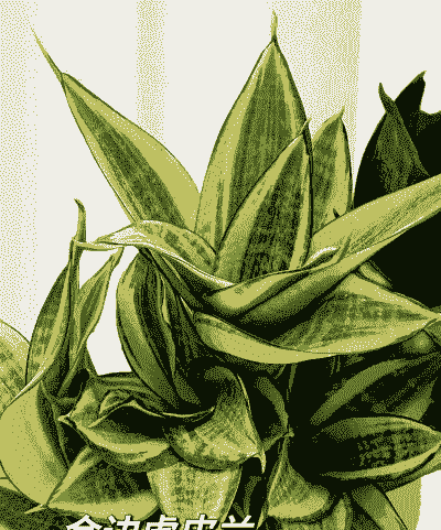 金边虎皮兰可以放在卧室吗 金边虎皮兰可以放在卧室吗