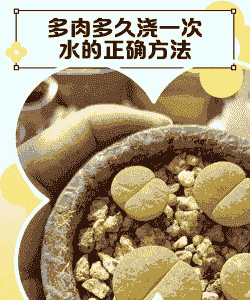 多肉需要浇水吗多久浇一次 多肉需要浇水吗多久浇一次