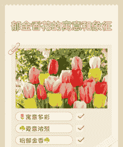 十朵郁金香代表什么 十朵郁金香代表什么