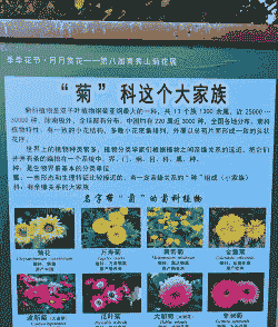 菊花属于什么作物 菊花属于什么作物