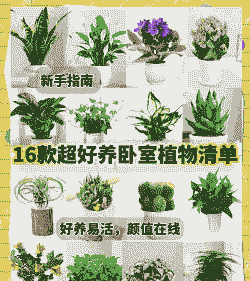 什么花草适合卧室里摆放 什么花草适合卧室里摆放