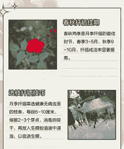 月季花秋天可以插活吗 月季花秋天可以插活吗