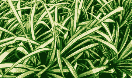 吊兰可以放卧室吗 吊兰可以放卧室吗