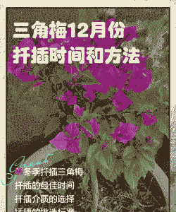 扦插的三角梅什么时候可以移栽 扦插的三角梅什么时候可以移栽