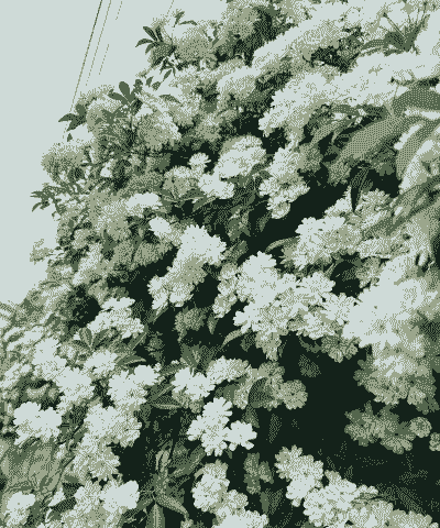 木香花几月份栽种最好 木香花几月份栽种最好