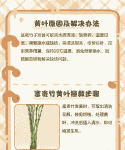 室内养竹子黄叶如何处理 室内养竹子黄叶如何处理