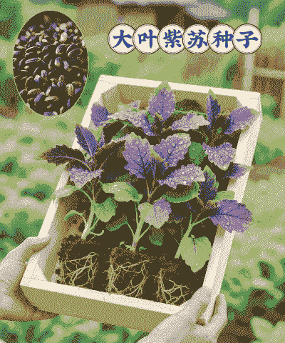 紫苏八月份可以种吗 紫苏八月份可以种吗