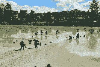 多肉如何养植 多肉如何养植