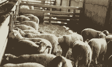 养羊的方式有哪些 养羊的方式有哪些