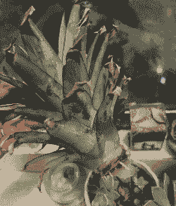 盆栽菠萝冬天怎样防冻 盆栽菠萝冬天怎样防冻