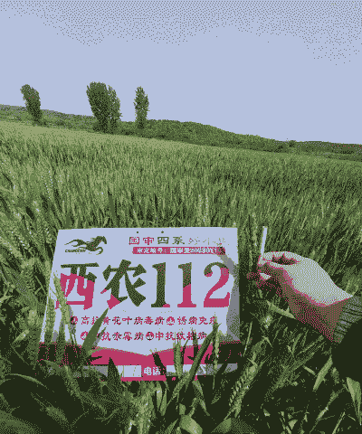 临麦9号小麦审定公告 临麦9号小麦审定公告