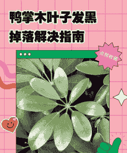 鸭脚木为什么叶变黑 鸭脚木为什么叶变黑