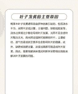 鸭脚木叶子为什么发黄 鸭脚木叶子为什么发黄