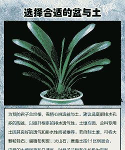 君子兰根烂了能救活吗 君子兰根烂了能救活吗