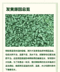 铜钱草为什么老发黄 铜钱草为什么老发黄