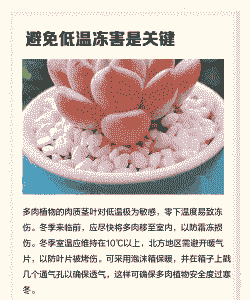 冬季可以养什么 冬季可以养什么