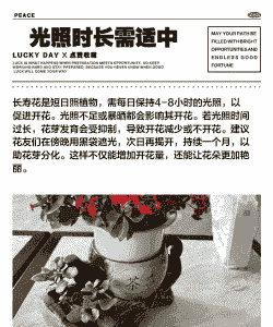 为什么我养的花不开花呢 为什么我养的花不开花呢