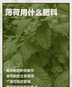 薄荷加什么肥料最好 薄荷加什么肥料最好