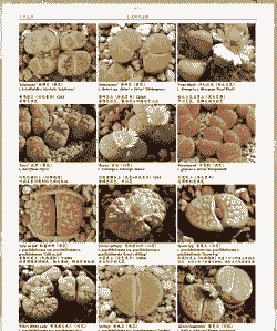 生石花如何分雌雄花 生石花如何分雌雄花