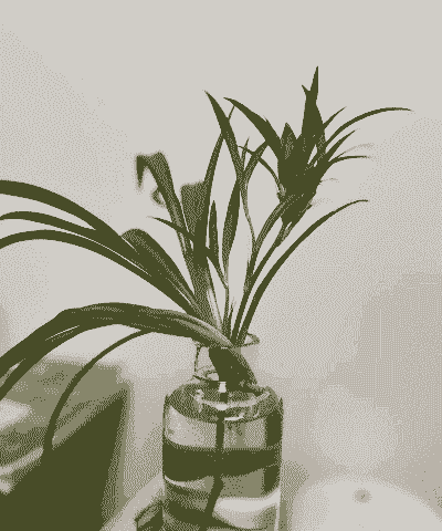 有哪些自制水培植物 有哪些自制水培植物