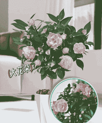 香妃香花用什么盆 香妃香花用什么盆