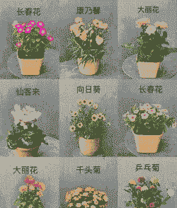 盆栽都有有什么花 盆栽都有有什么花