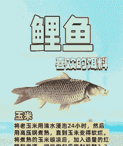 最牛鲤鱼饵料配方 最牛鲤鱼饵料配方