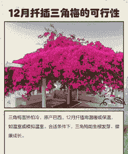 扦插的三角梅什么时候可以移栽 扦插的三角梅什么时候可以移栽