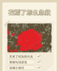 家里养花潮湿怎么解决