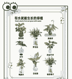 水宝宝如何养花草