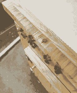 阳台养花蜜蜂安家