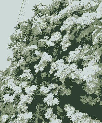 七里香是什么花