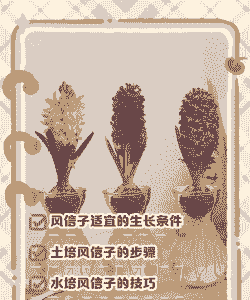 风信子的养殖方法