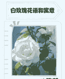 白玫瑰花语是什么