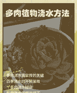 多肉的养殖方法和浇水