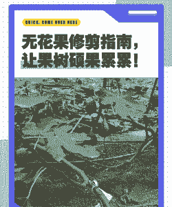 无花果如何修剪