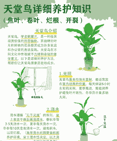 天堂鸟什么时候开花